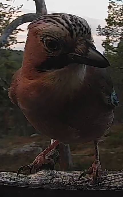 Best image of Eurasian jay