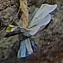 Best image of Great tit