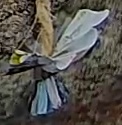 Best image of Grey heron