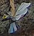 Best image of Grey heron