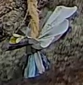 Best image of Great tit