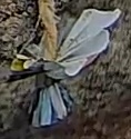 Best image of Great tit