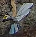 Best image of Great tit