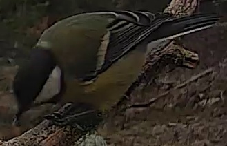 Best image of Great tit