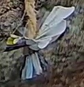 Best image of Grey heron