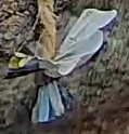 Best image of Great tit