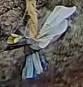 Best image of Great tit