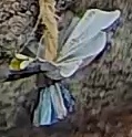 Best image of Great tit