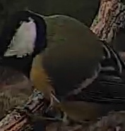 Best image of Great tit