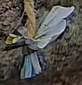 Best image of Great tit