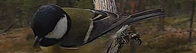 Best image of Great tit