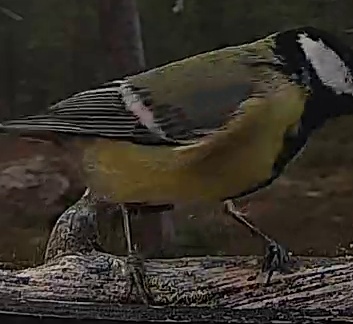 Best image of Great tit