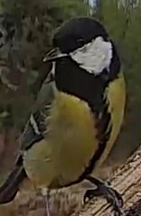 Best image of Great tit