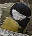 Best image of Great tit