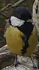 Best image of Great tit