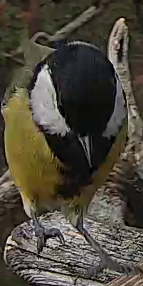 Best image of Grey wagtail