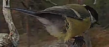 Best image of Great tit