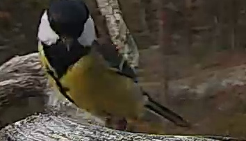 Best image of Great tit