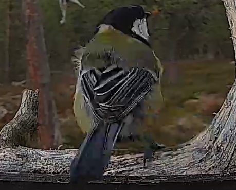 Best image of Great tit