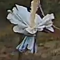 Best image of Pechora pipit