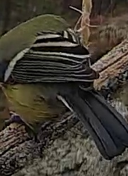 Best image of Great tit
