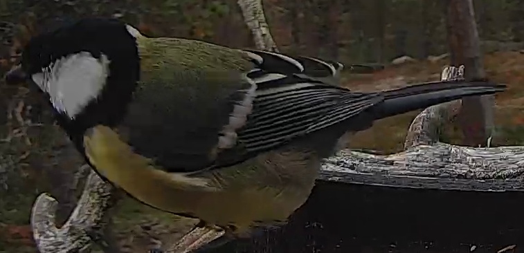 Best image of Great tit