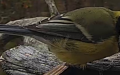 Best image of Great tit