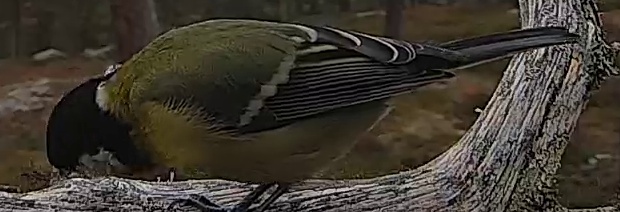 Best image of Great tit