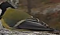 Best image of Great tit