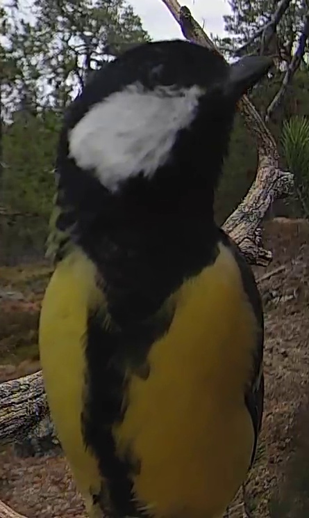 Best image of Great tit