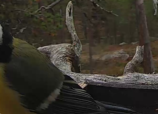 Best image of Great tit