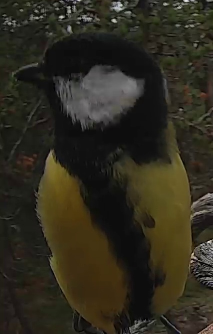 Best image of Great tit
