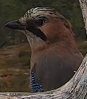 Best image of Eurasian jay