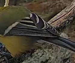 Best image of Great tit