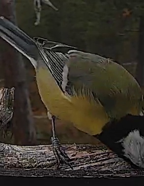 Best image of Great tit