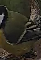 Best image of Great tit