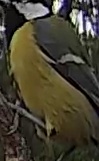 Best image of Great tit