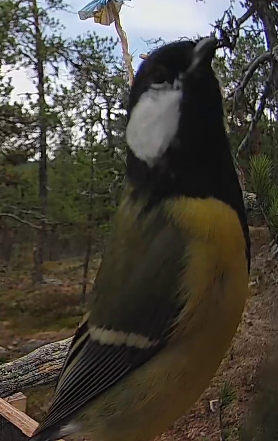 Best image of Great tit