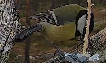 Best image of Great tit
