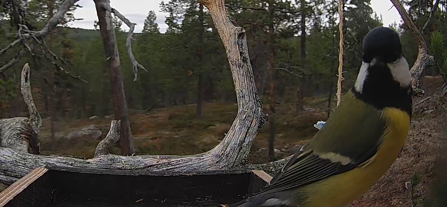 Best image of Great tit