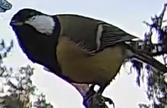 Best image of Great tit
