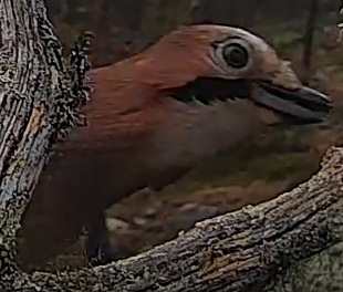 Best image of Eurasian jay