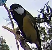 Best image of Great tit
