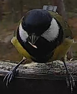 Best image of Great tit