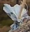 Best image of Great tit