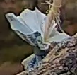 Best image of Great tit