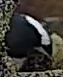Best image of Black guillemot