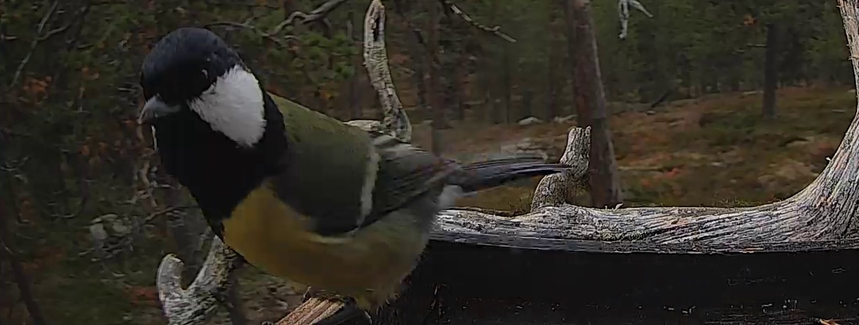 Best image of Great tit