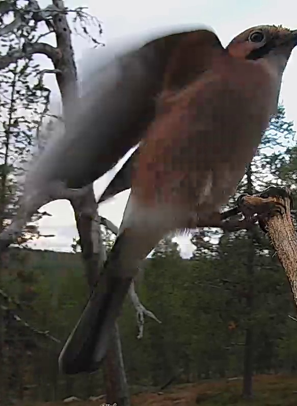 Best image of Eurasian jay