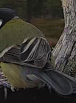 Best image of Great tit